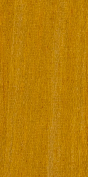 Восточно-индийское сатиновое дерево (Chloroxylon swietenia)