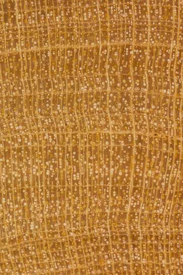 Вест-индское сатиновое дерево (Zanthoxylum flavum)
