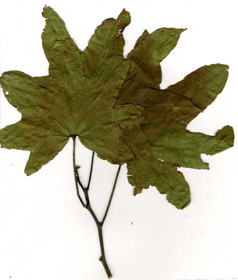 Образцы листьев Triplochiton scleroxylon, из Национального парка Биа, Гана