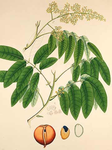 Ботаническая иллюстрация из книги «Plants of the coast of Coromandel», 1795–1819