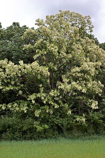 Цветущая белая акация (Робиния ложноакациевая - Robinia pseudoacacia)