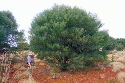 Acacia catenulata