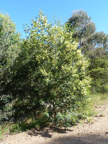 Acacia decurrens