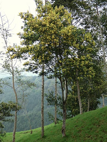 Акация низбегающая (Acacia decurrens). Общий вид дерева