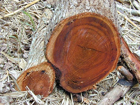 Акация коа - сечение ствола, хорошо различимый красноватый цвет древесины