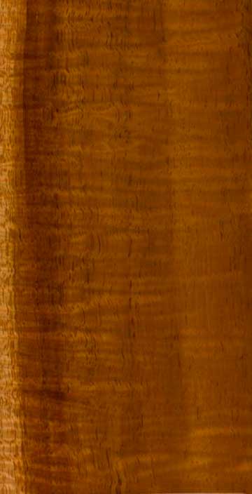 Акация Коа (Acacia koa) – древесина под лаком
