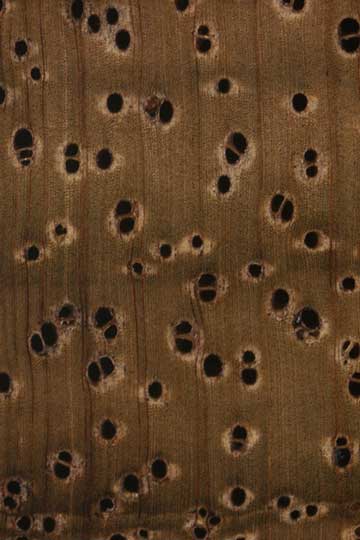 Акация Коа (Acacia koa) – торец доски – волокна древесины, увел. 10х