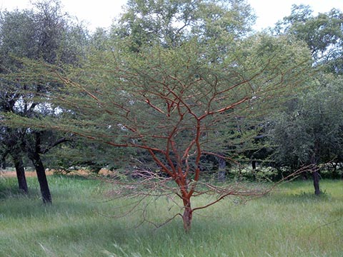 Дерево растёт в естественной среде обитания во влажной саванне близ Кикидени, Буркина-Фасо