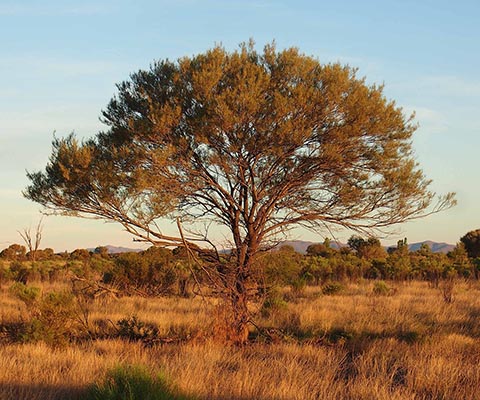 Мулга (Acacia aneura)