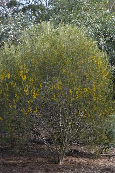 Майалл или Акация остроконечная (лат. Acacia acuminata)