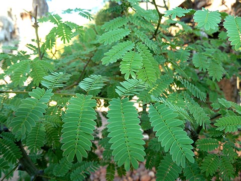 Листья Acacia galpinii