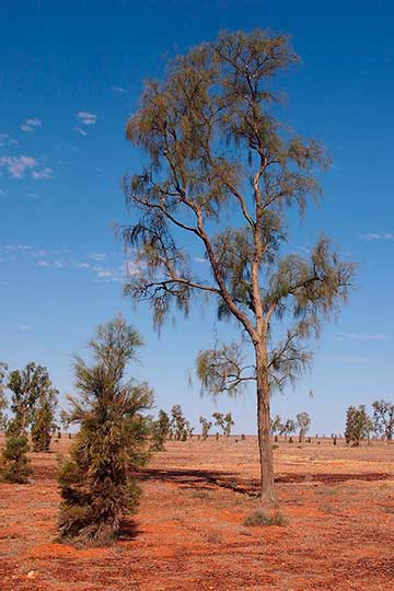 Взрослое дерево Acacia peuce