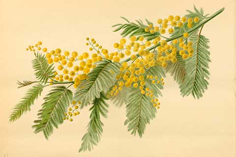 Рисунок цветущей ветки – акация серебристая (Acacia dealbata)