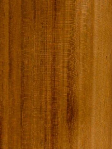 Акация серебристая (Acacia dealbata) – древесина под лаком