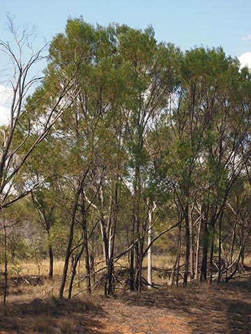 Acacia shirleyi
