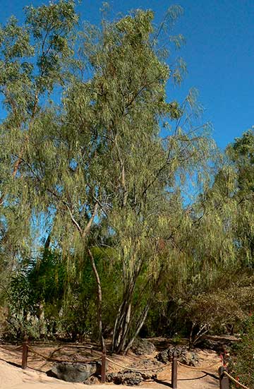 Акация узколистная (Acacia stenophylla)