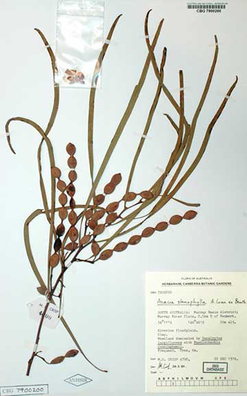 Акация узколистная (Acacia stenophylla), Австралийский национальный гербарий