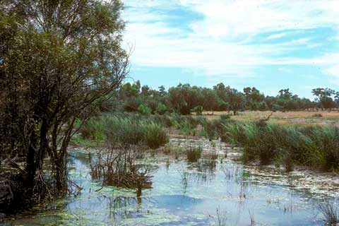 Акация узколистная (кустарник слева) с Duma florulenta на краю озёр Дайнвор близ Таргоминды (Квинсленд, Австралия)