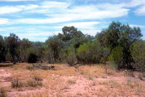 Акация узколистная с Myoporum acuminatum у озер Дайнвор близ Таргоминды (Квинсленд, Австралия)