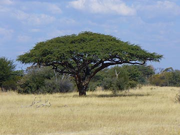 Acacia erioloba, или Acacia giraffae, или Vachellia erioloba - Верблюжья колючка
