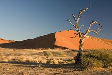 Дерево Acacia erioloba в пустыне Намиб