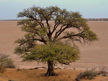 Дерево Acacia erioloba, пустыня Калахари