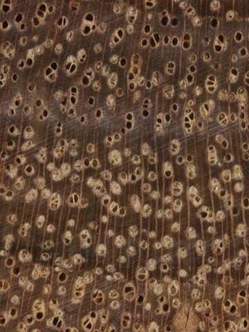 Акация золотая (Acacia pycnantha) – торец доски