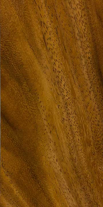 Альбиция леббек (Albizia lebbeck) – древесина под лаком