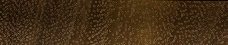 Альбиция леббек (Albizia lebbeck) – торец доски