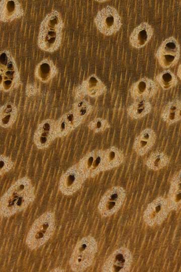 Альбиция леббек (Albizia lebbeck) – торец доски – волокна древесины, увел. 10х