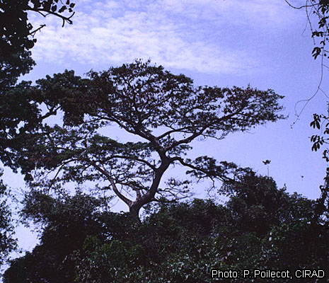 Типичное дерево (Albizia ferruginea)