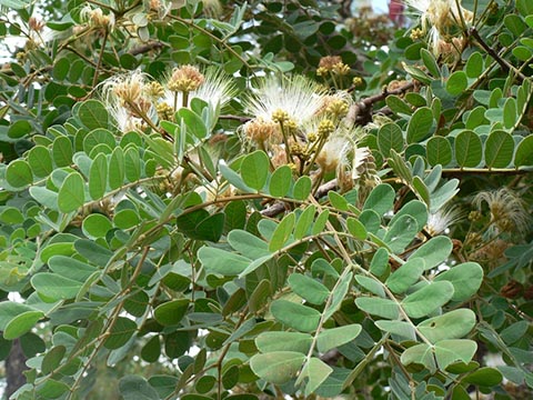 Цветущие ветви (Albizia versicolor)