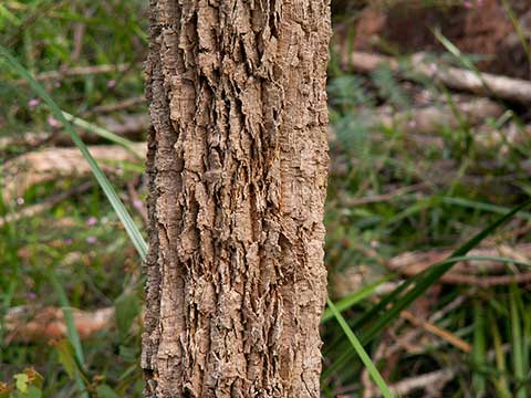 Кора молодого дерева в национальном парке Уолпол-Норналуп