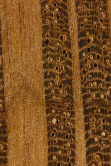 Западный шиоак (Allocasuarina fraseriana) - торец доски – волокна древесины
