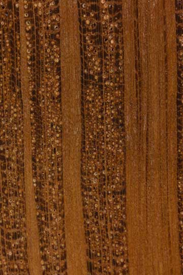 Рок шиоак (Allocasuarina huegeliana) - торец доски – волокна древесины