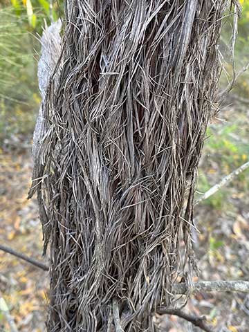 Allocasuarina inophloia – ствол дерева с волосатой корой