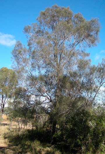 Allocausarina luehmanii. Эвкалиптовый лесной массив, прибрежный Центральный Квинсленд