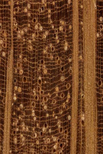 Розовый дуб (Allocasuarina torulosa) - торец доски – волокна древесины