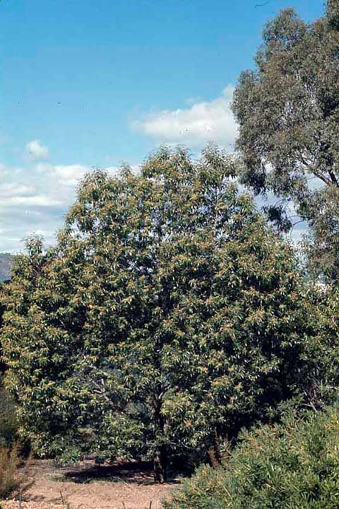 Молодое дерево в Австралийском национальном ботаническом саду (Канберра)
