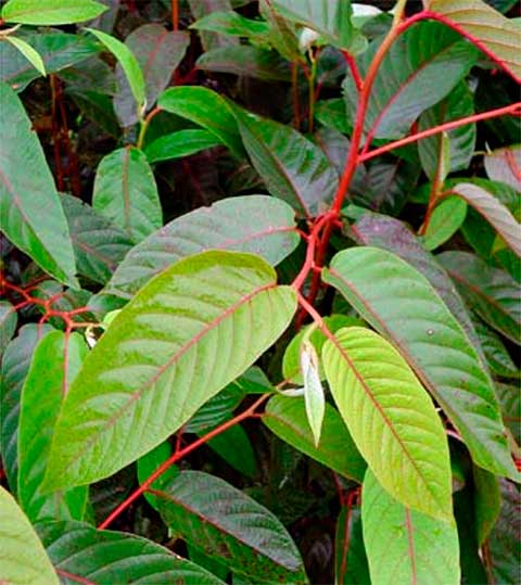 Листья рассады Alphitonia zizyphoides