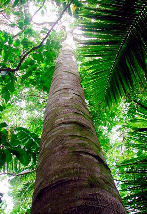 Взрослое дерево, демонстрирующие хорошие характеристики самоподрезки в условиях закрытого леса