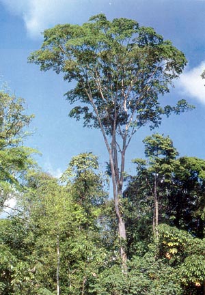 Амарантовое дерево