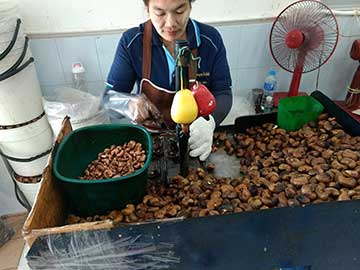 Женщина использует машину для шелушения орехов кешью в Таиланде (о. Пхукет), в перчатках для защиты от контактного дерматита