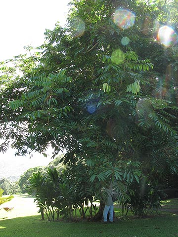 Культивируемое дерево на Гавайях