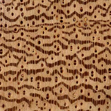Ангелин (Andira inermis) - торец доски - волокна древесины