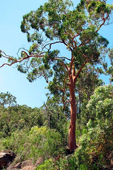 Angophora costata в Национальном парке Гаригал, Сидней