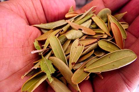 Аниба канелилла часто используется как чай