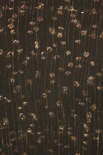 Жёлтый сильверболли (Aniba hypoglauca) – торец доски – волокна древесины, увел. 10х