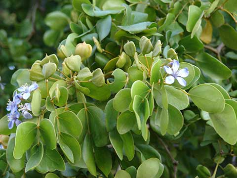 Листья, цветы и незрелые плоды Guaiacum officinale