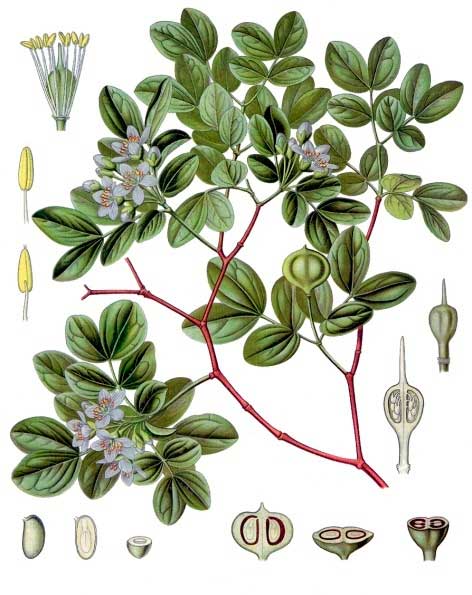 Guaiacum officinale – ботаническая иллюстрация из книги Köhler’s Medizinal-Pflanzen